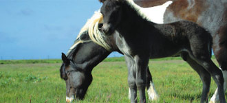 Town & Country Turf specializes in Horse Pasture Management services to maximize healthy, production pasture land.