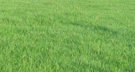 Town & Country Turf in Jordan, mn offers a full range of pasture management services including Dragging/Harrowing, Primary Seeding and Overseeding.